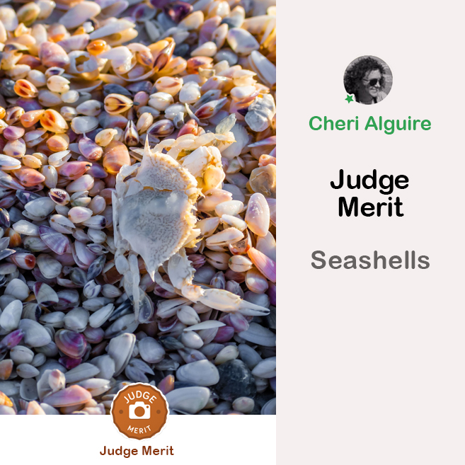 PhotoCrowd.com: Merited by the Judge in ‘Seashells’ Contest