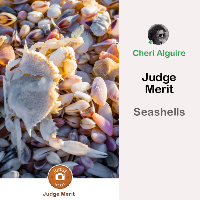 PhotoCrowd.com: Merited by the Judge in ‘Seashells’ Contest