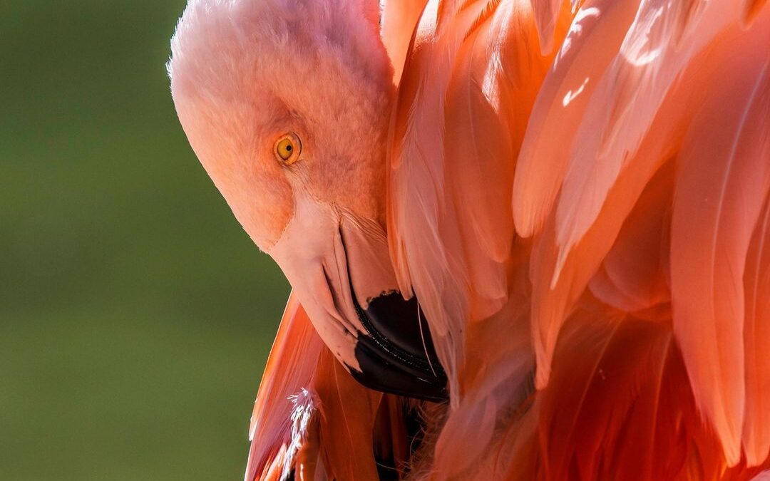 So, sleepy. Just need a little nap…
I wonder what our pink friend here is dream…