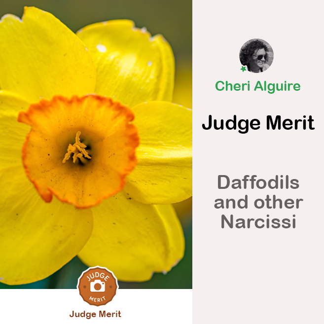 PhotoCrowd.com: Merited by the Judge in ‘Daffodills and other Narcissi’ Contest