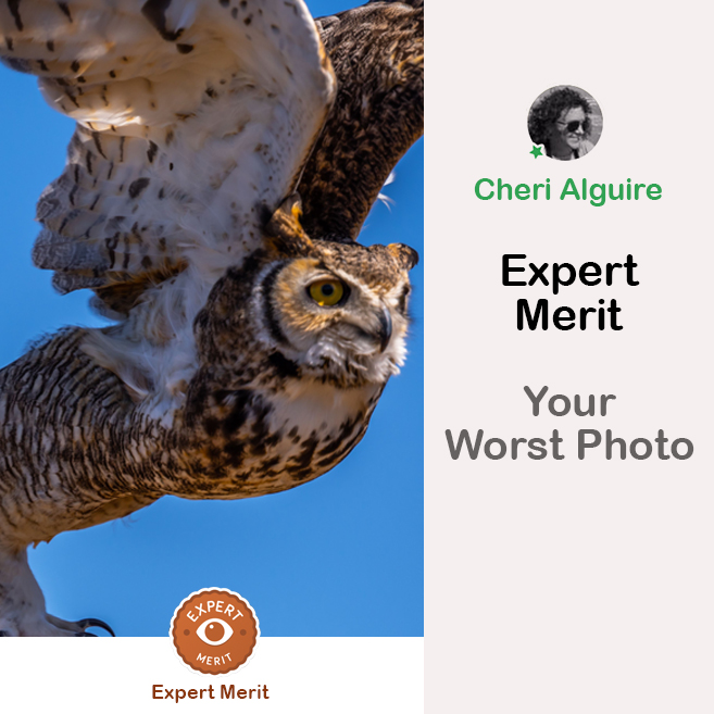 PhotoCrowd.com: Merited by the Expert in ‘Your Worst Photo’ Contest
