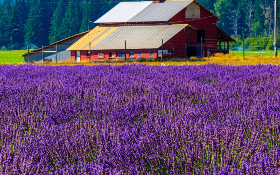 Harmony in Purple: Lavender Field in Bloom