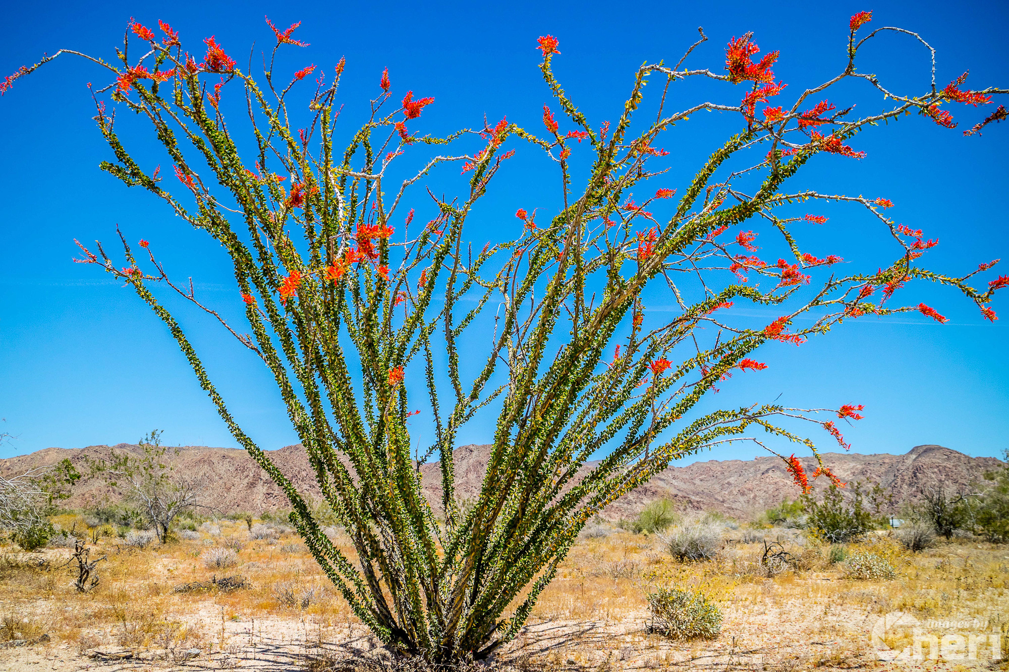 Even Sonoran Desert plants aren’t immune to climate change