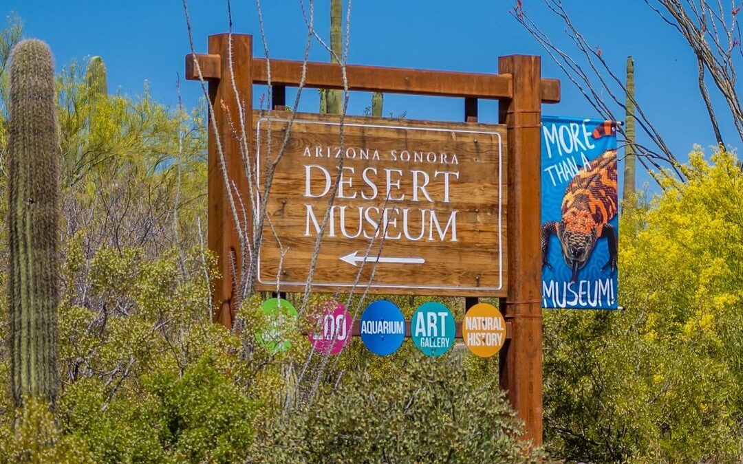 Discovering the beauty of fine art and the wonders of the Arizona Sonora Desert …