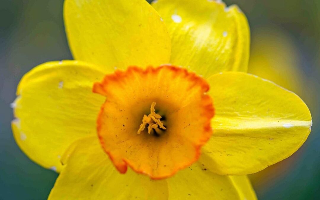 Yellow flowers have a way of brightening up any space and bringing a smile to ou…