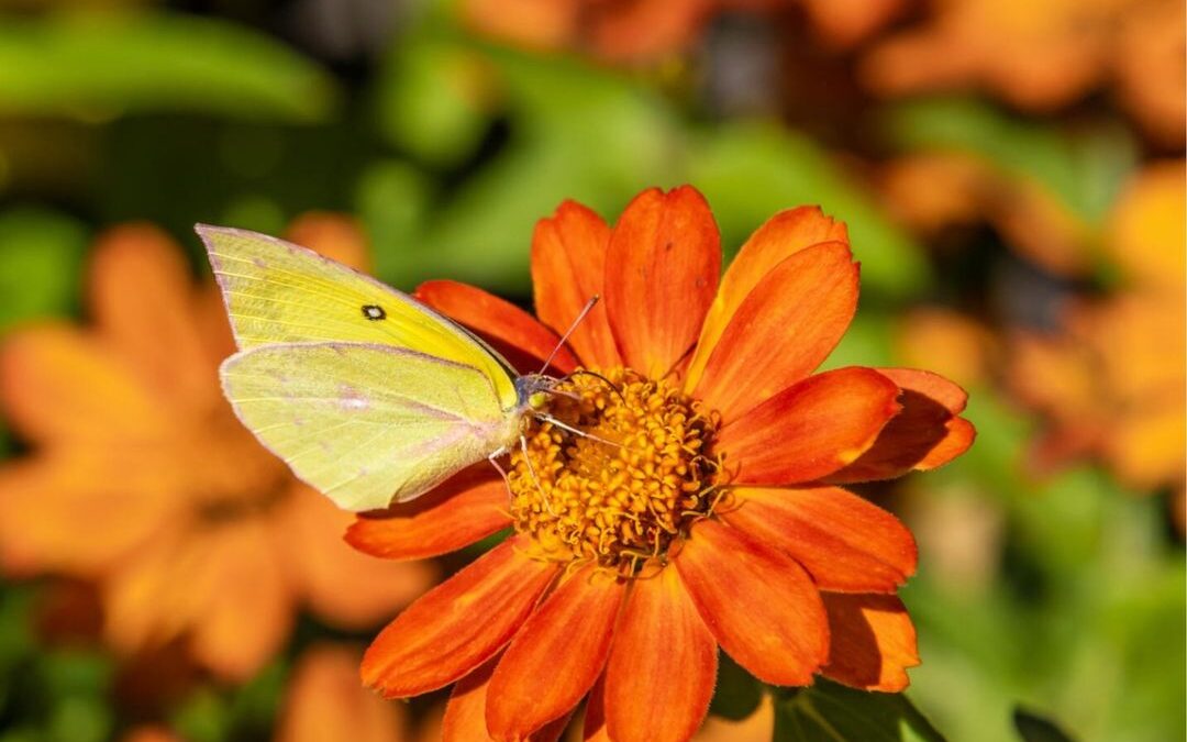 Let the vibrant hues and delicate dance of butterflies in flowers inspire you to…