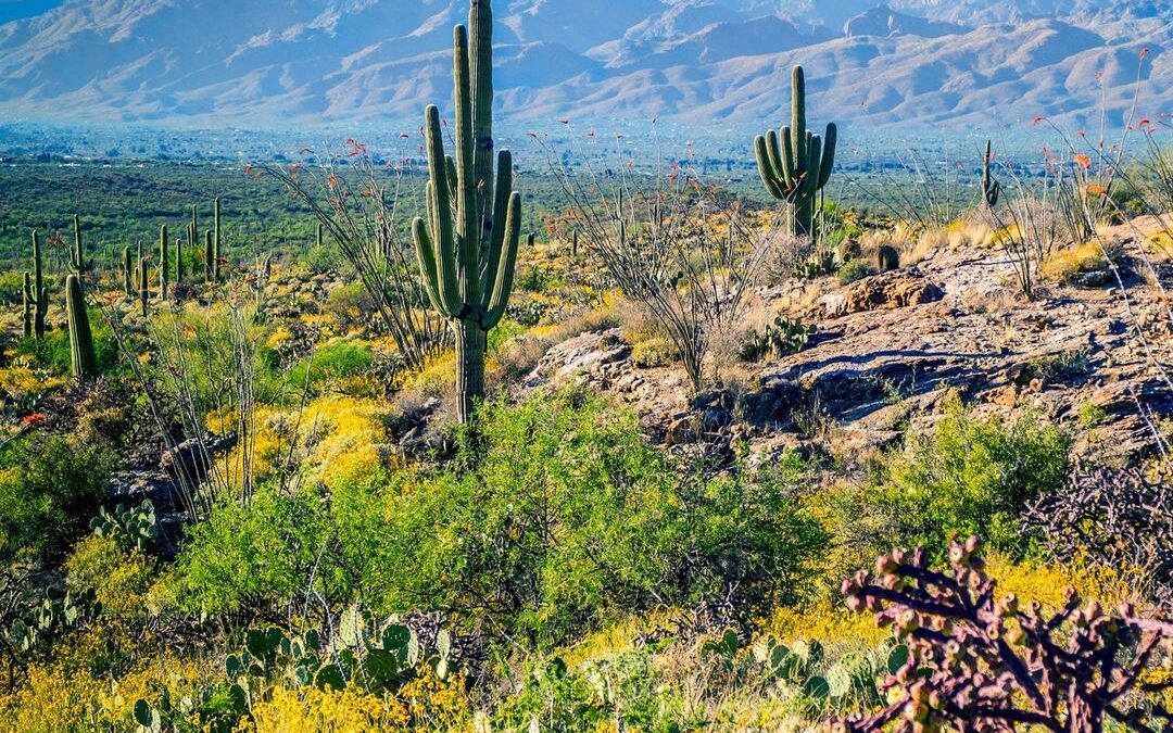 Saguaro National Park located near Tucson, Arizona, is named for its mighty Sagu…