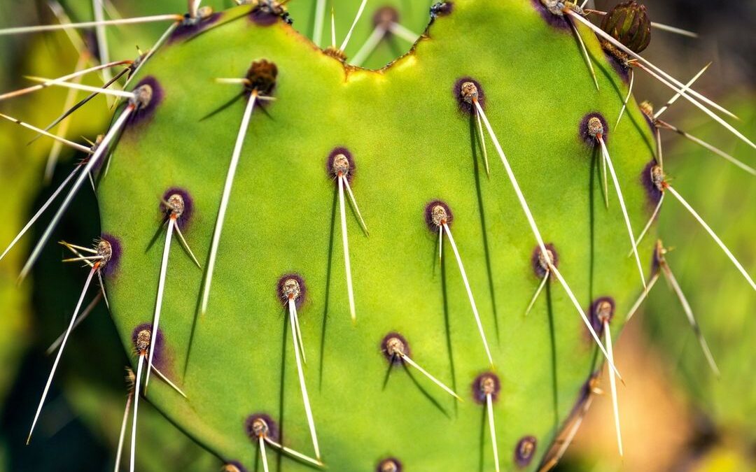 A Heart-shaped Prickly Pear Cactus stood out on a recent trip to Saguaro Nationa…