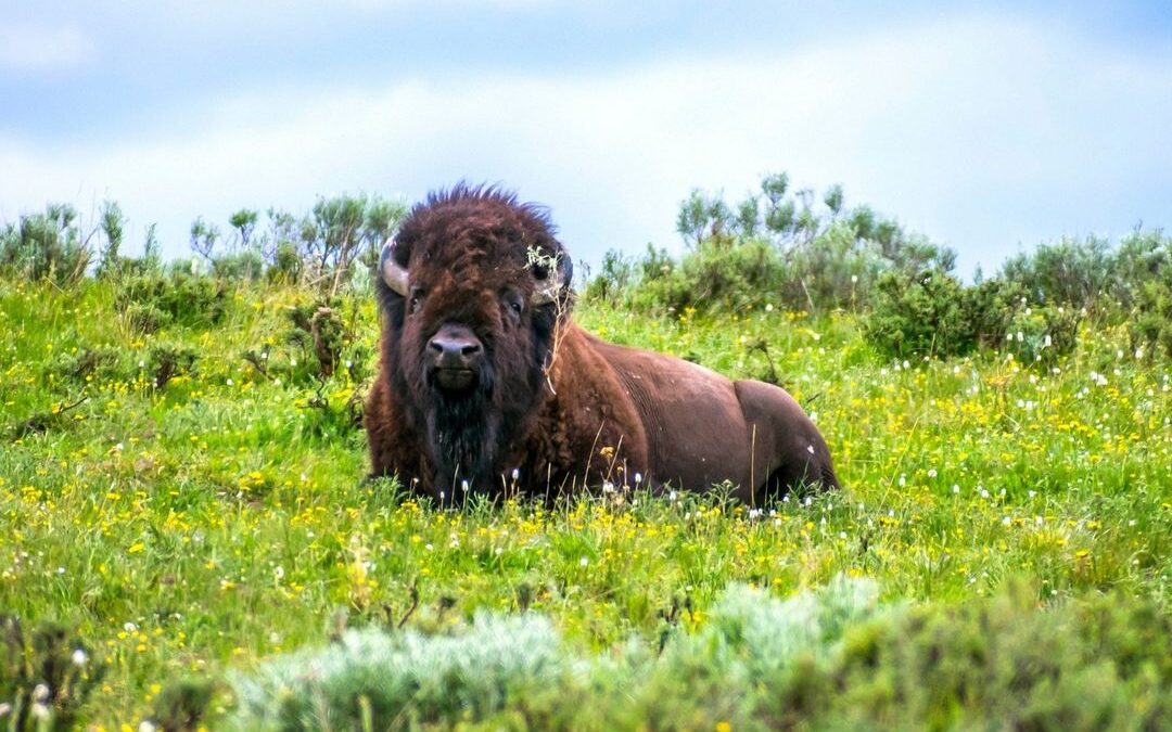 What a relaxing sight.

I wonder what that bison is thinking about?

I love the …