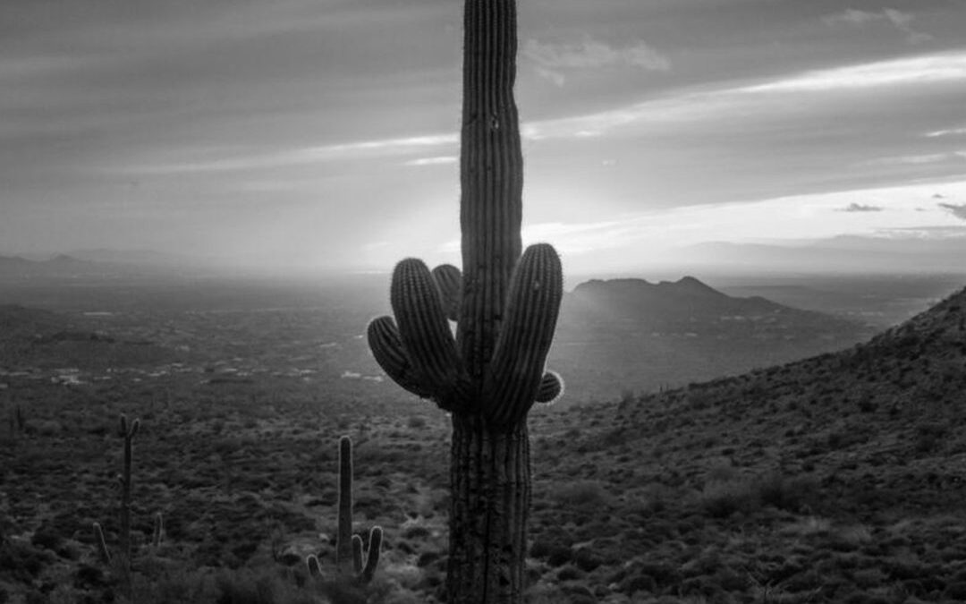 Silhouetted beauty: a cactus stands tall behind the setting sun. 

Images by Che…