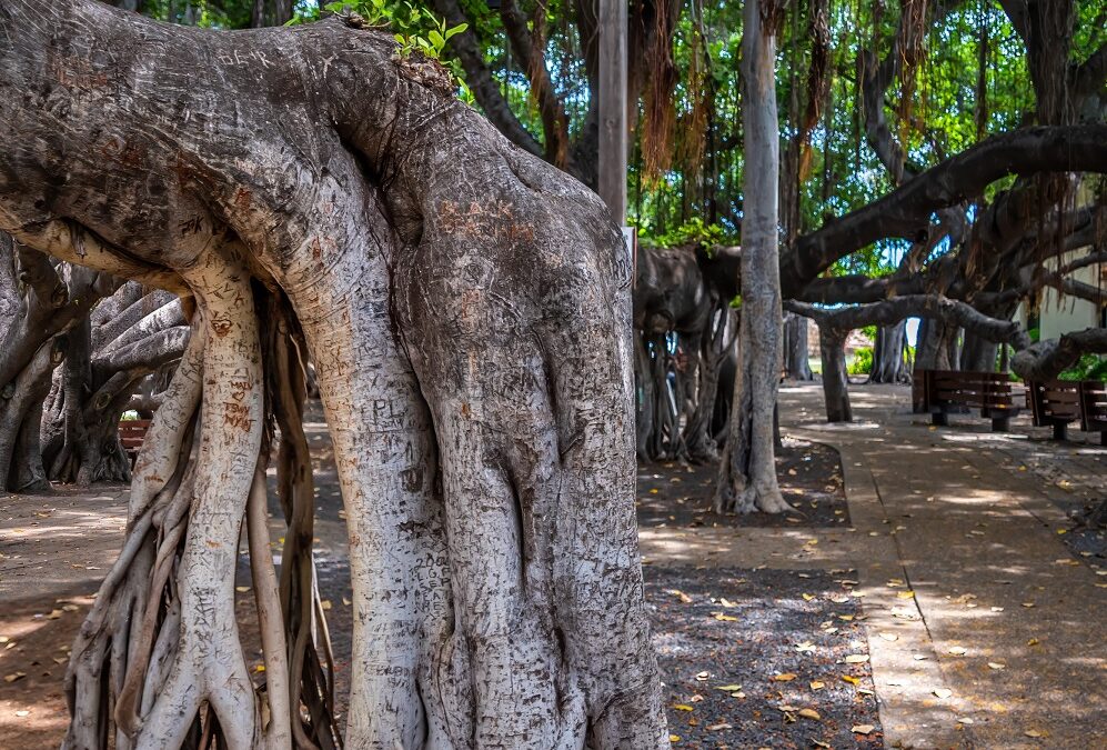 The Lahaina Banyan Tree: Hawaii’s Historical Tree