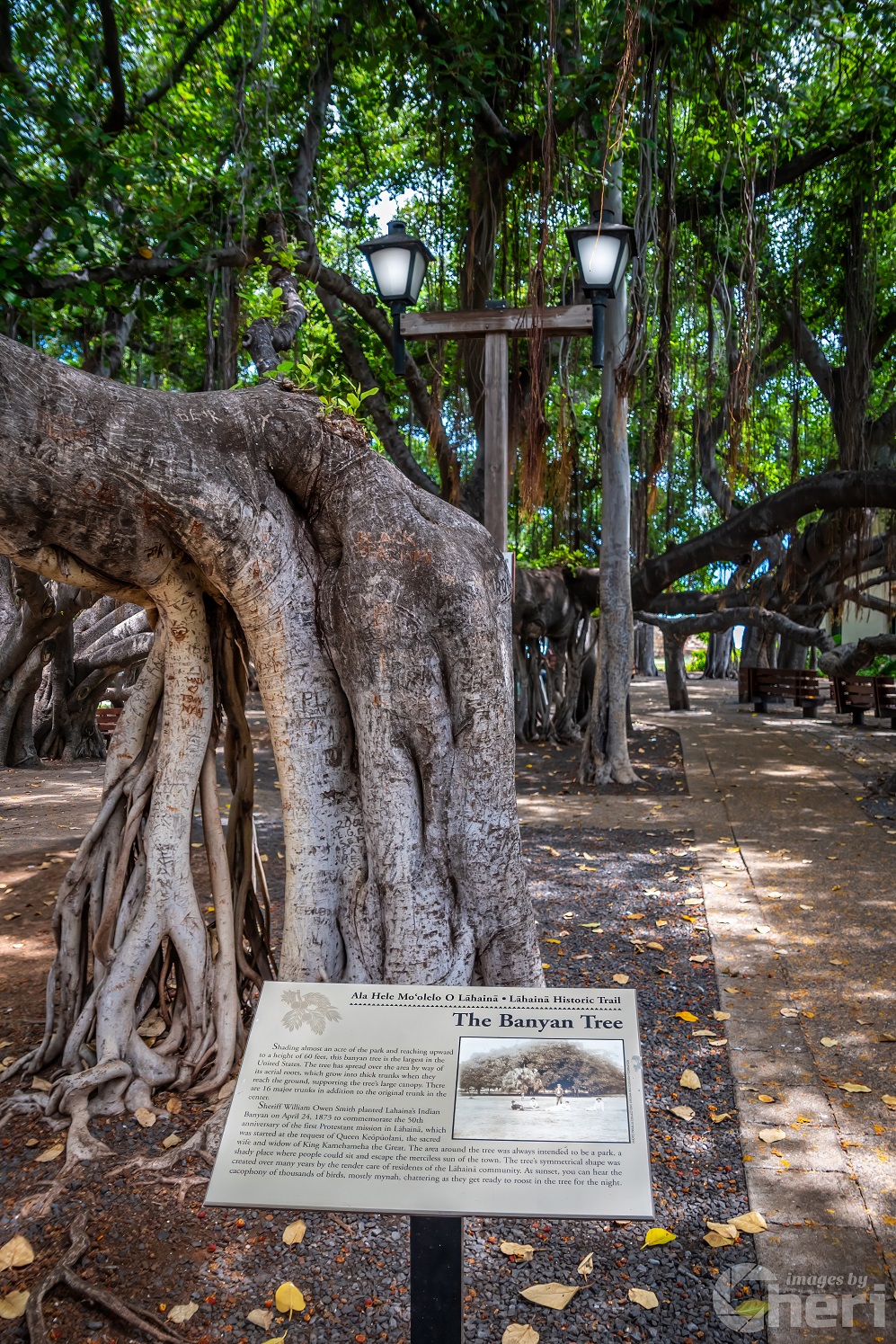 The Lahaina Banyan Tree: Hawaii’s Historical Tree