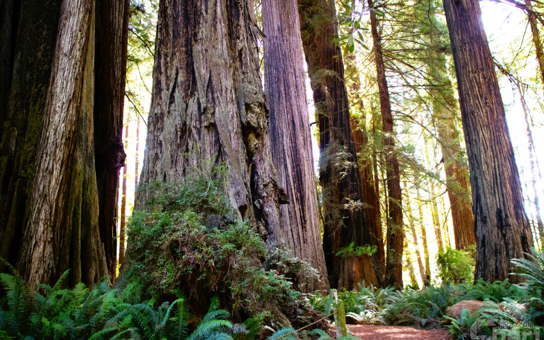 Forest Cathedral: Redwood Giants Wall