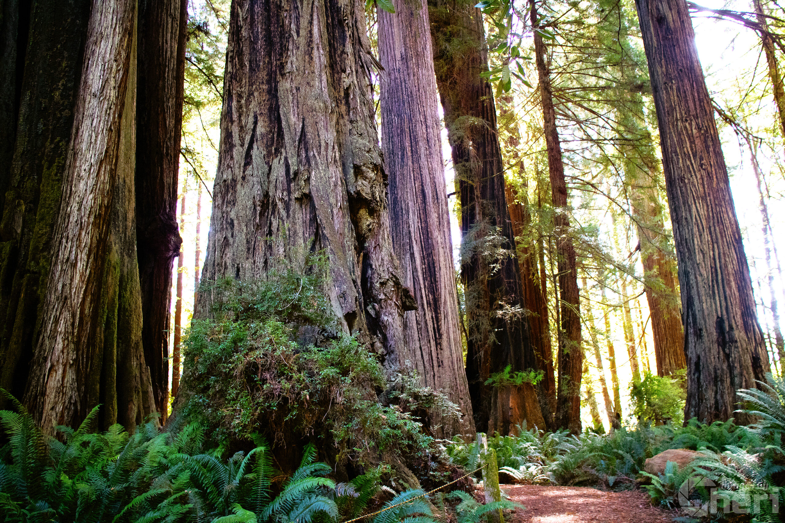 Forest Cathedral: Redwood Giants Wall