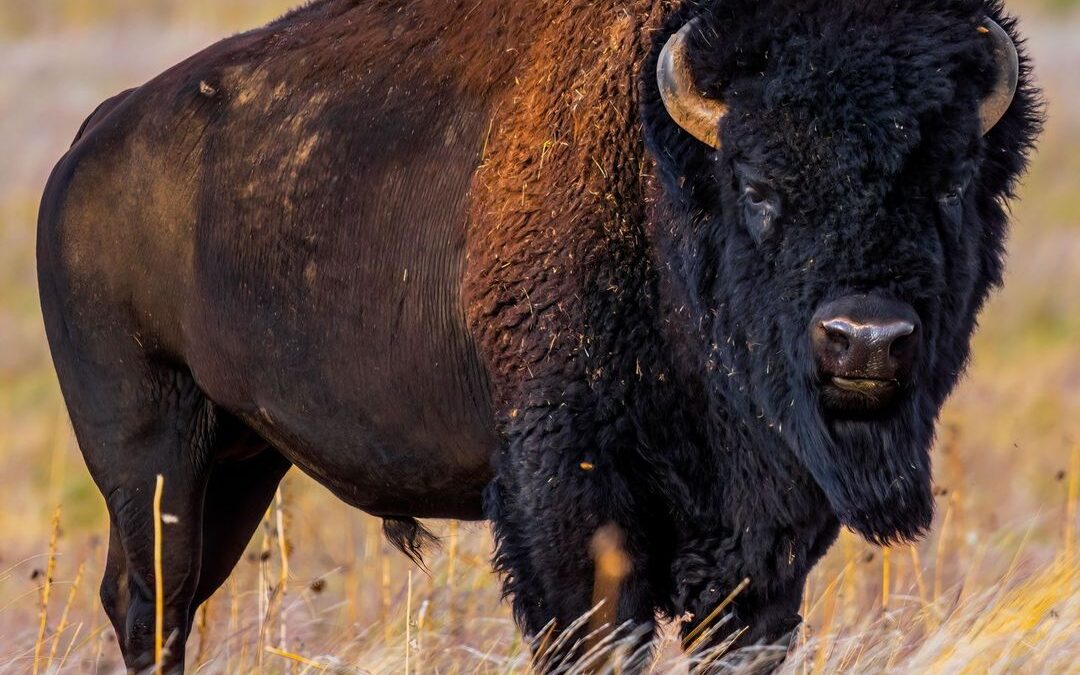 I came face to face with a bison—an emblem of untamed strength and untethered be…