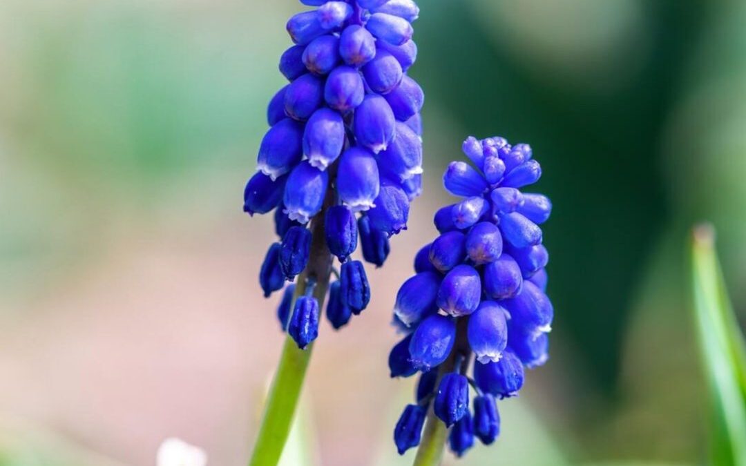 Nature’s jewels shining bright – behold the beauty of grape hyacinths in bloom! …