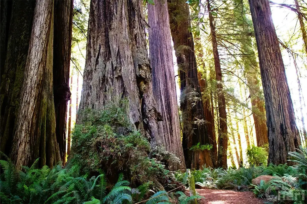 redwood-giants-cheri-alguire Redwood Giants by Cheri Alguire