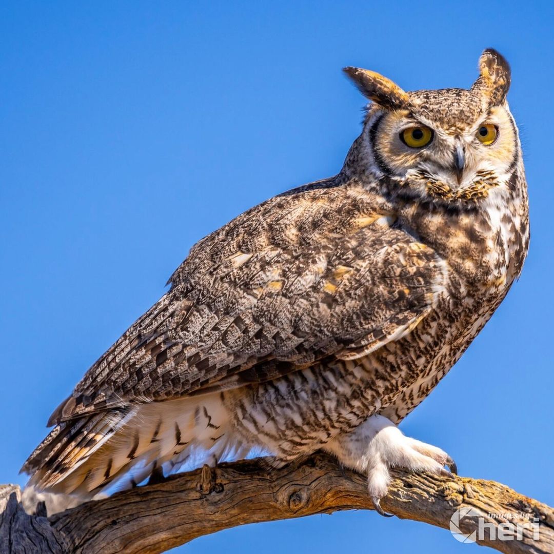 Guardian of the Night: Capturing the Mysterious Elegance of Owls

Images by Cher…