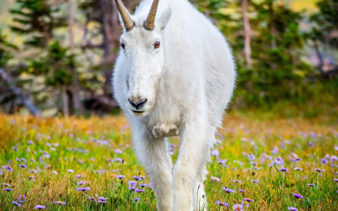 Alpine Majesty: Glacier Mountain Goat