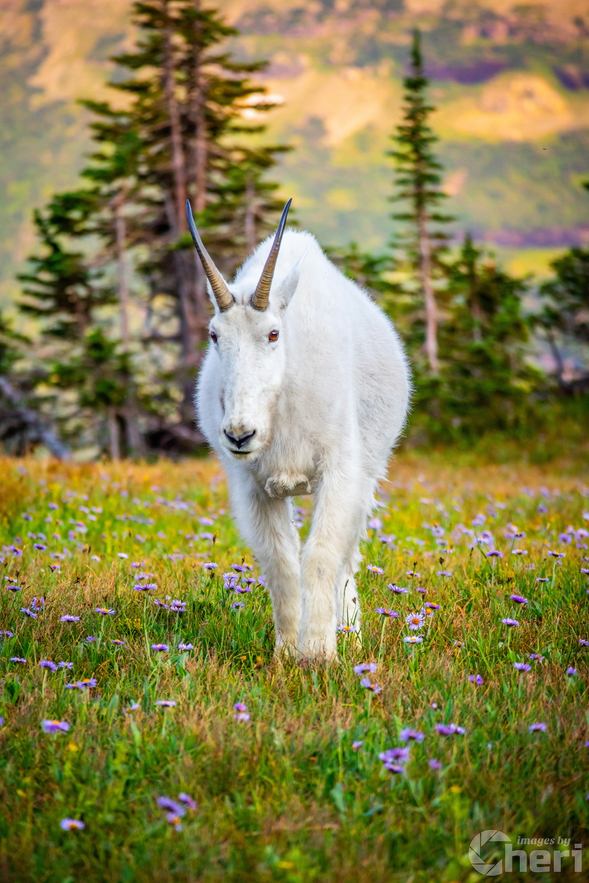 Alpine Majesty: Glacier Mountain Goat