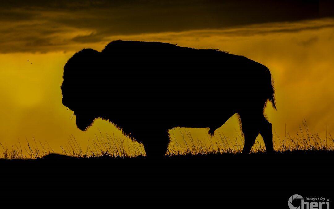 Big Daddy: King of the Badlands