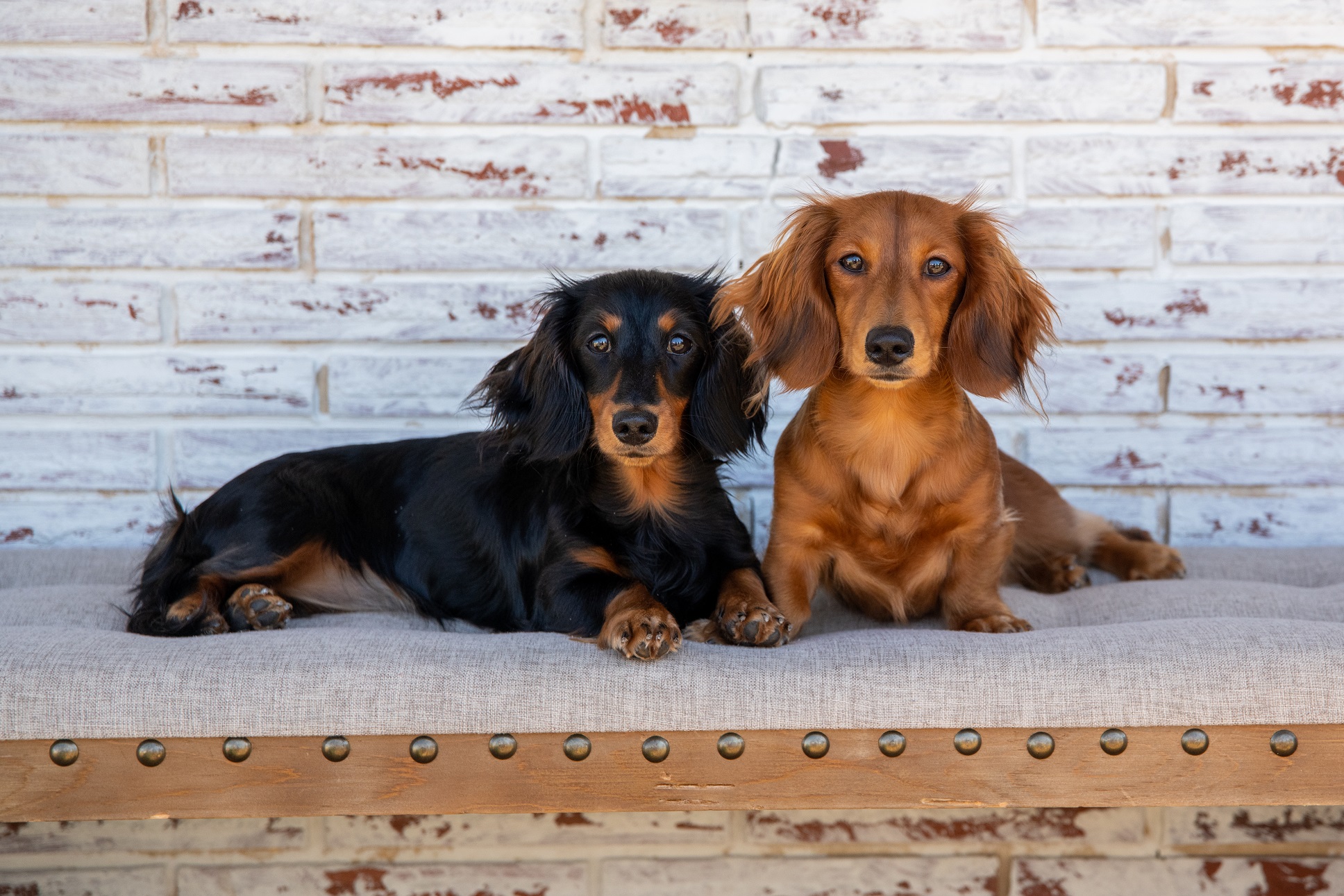 Capturing Cherished Moments: A Guide To Pet Photo Sessions With Multiple Fur Babies