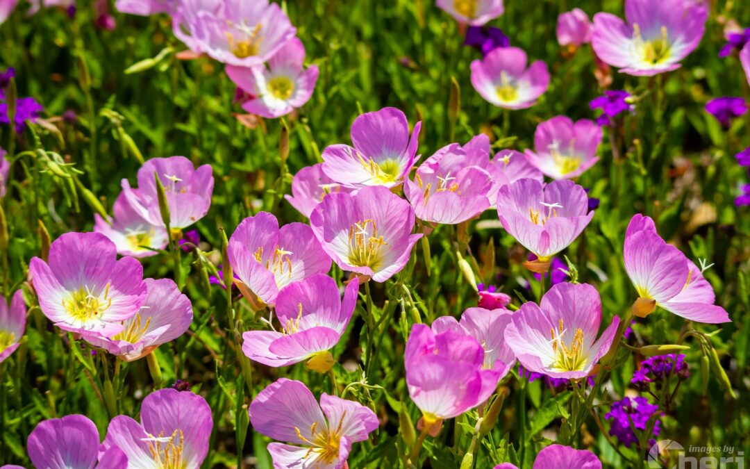 Petals of Sunshine: Field of Primrose