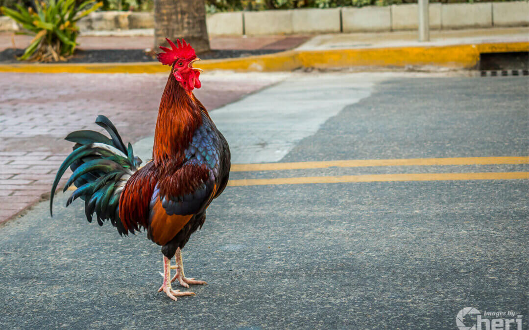 City Cock-a-Doodle-Doo: Rooster Traffic Stop