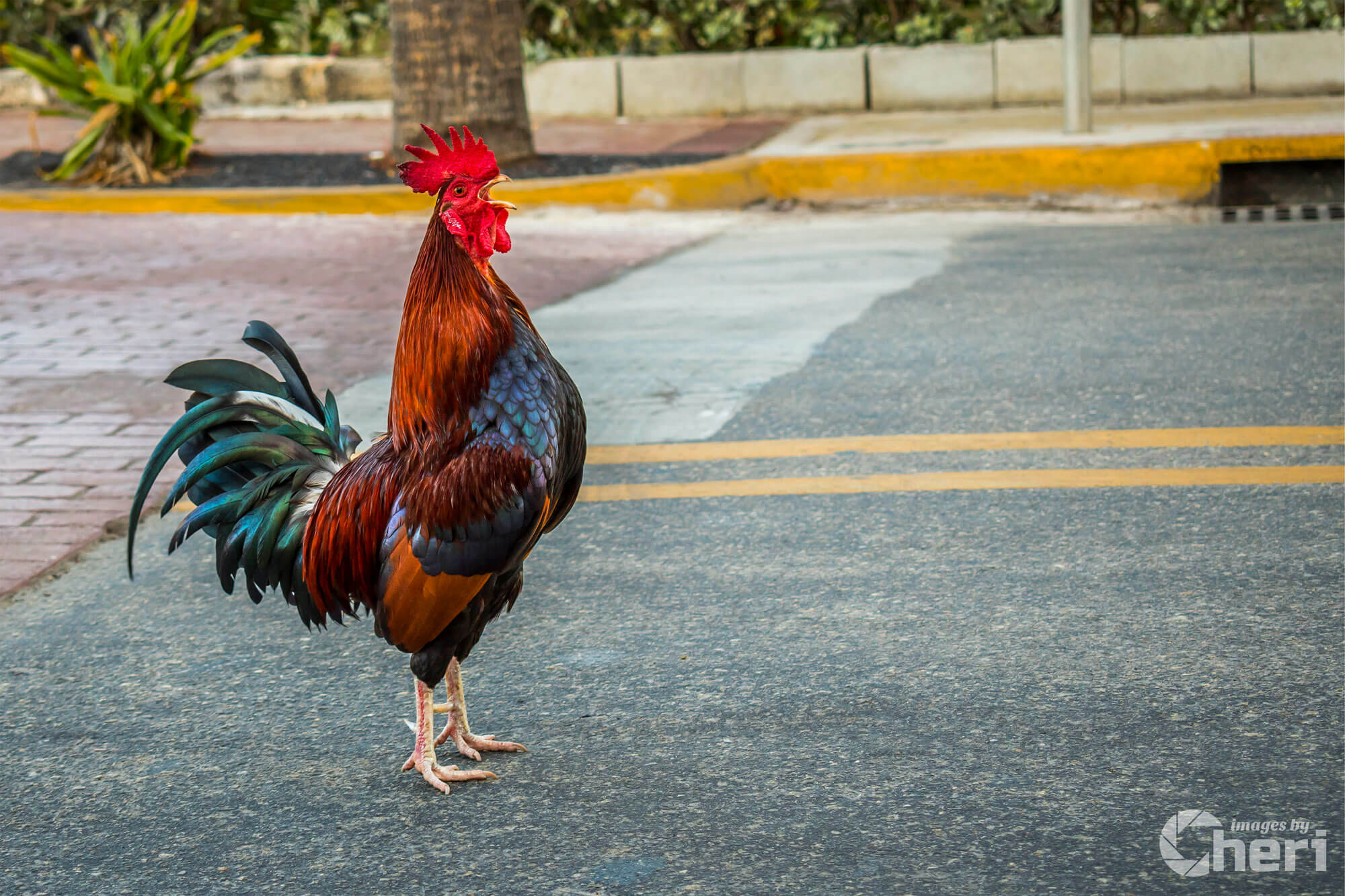 City Cock-a-Doodle-Doo: Rooster Traffic Stop