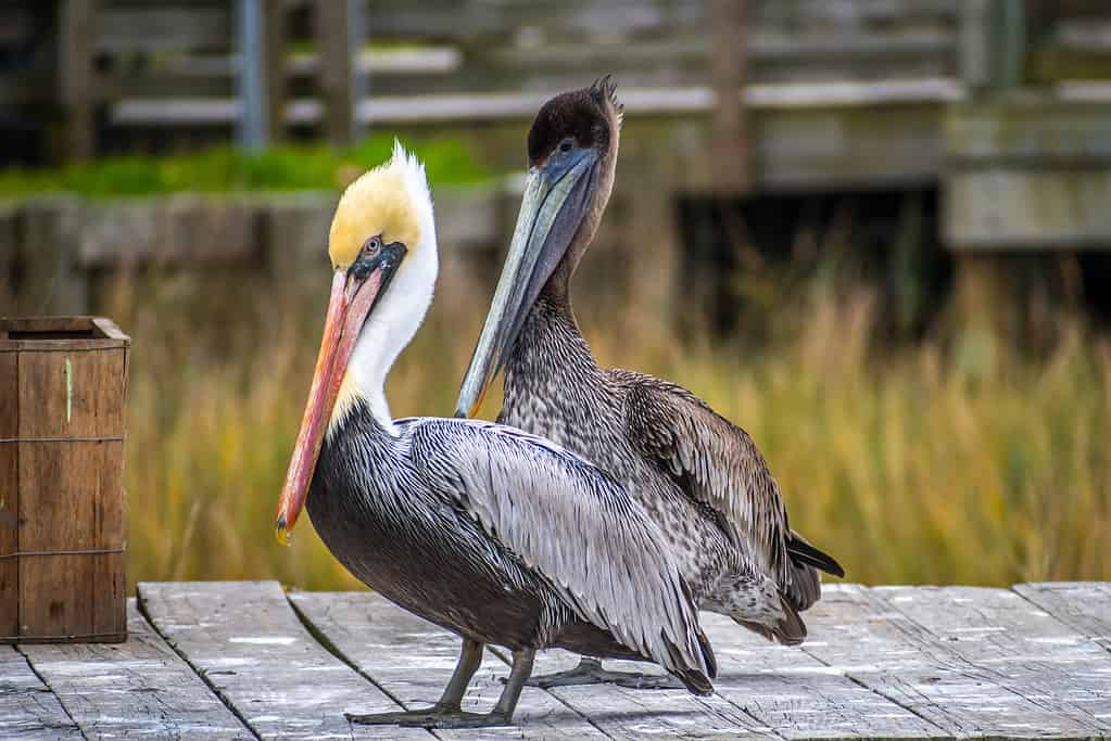 Discover the 18 Largest Flying Birds in North Carolina