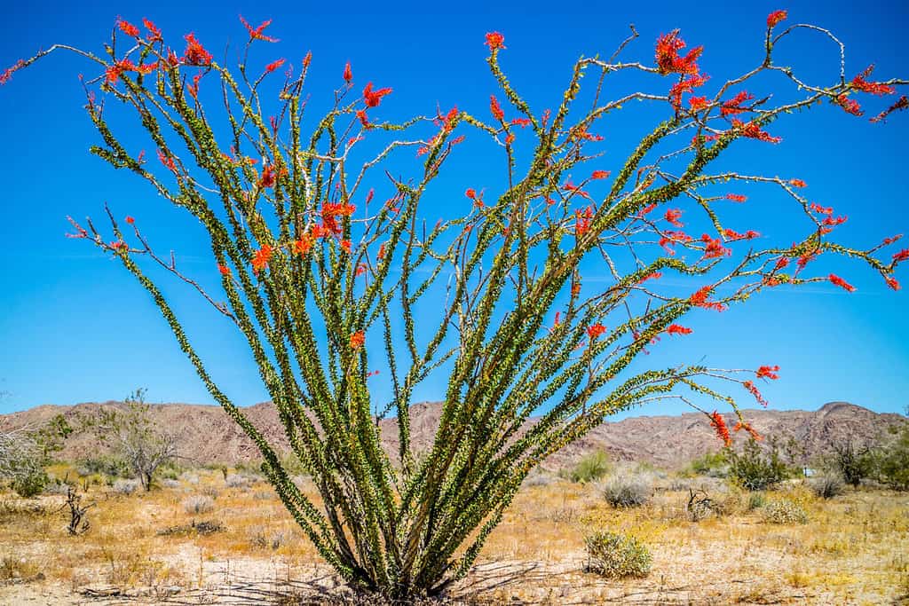 Discover the 15 Best Shrubs to Plant in Arizona (From Flowering to Evergreen!)