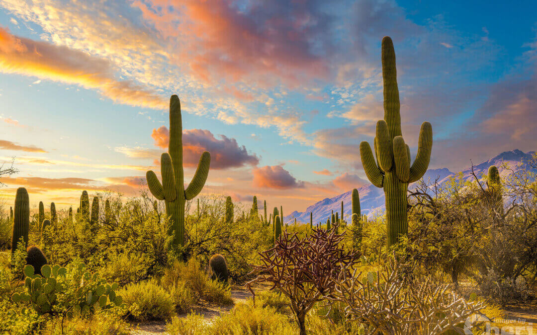 Cactus Kingdom: Giant Cactus Sabino Canyon