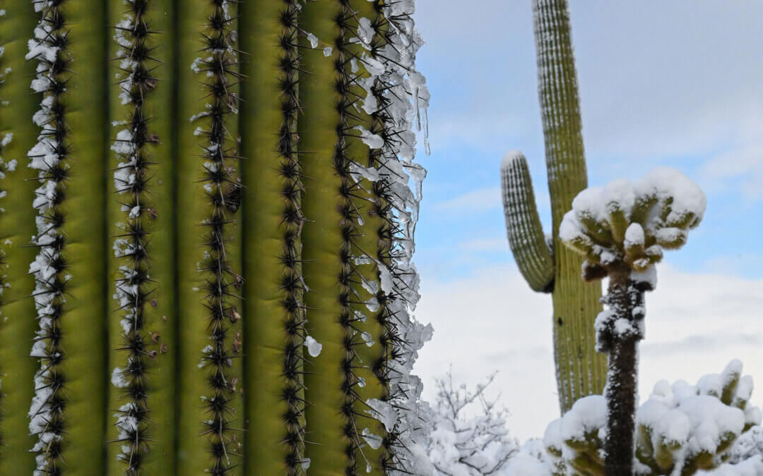 Frozen Giants: Snowfall on Saguaro