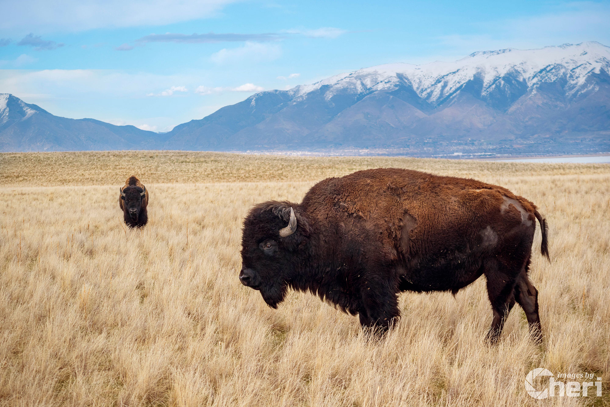 Snow-Kissed Bison: Antelope Island Bison