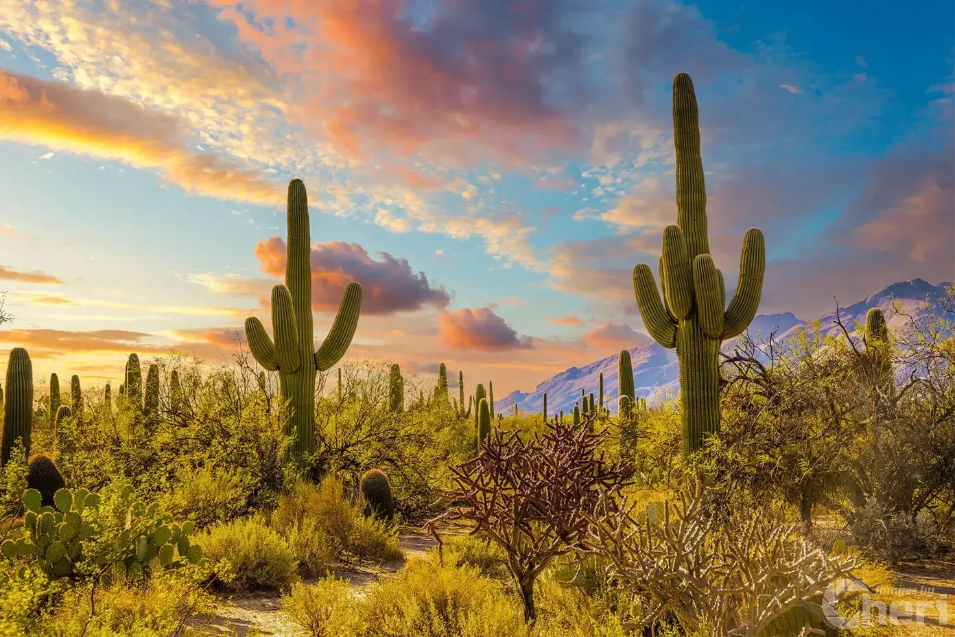Cactus Kingdom: Giant Cactus Sabino Canyon