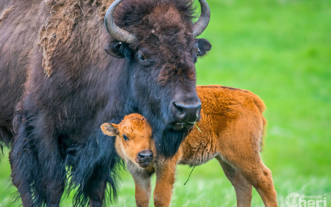 A Mother’s Love: Mama and Baby Bison
