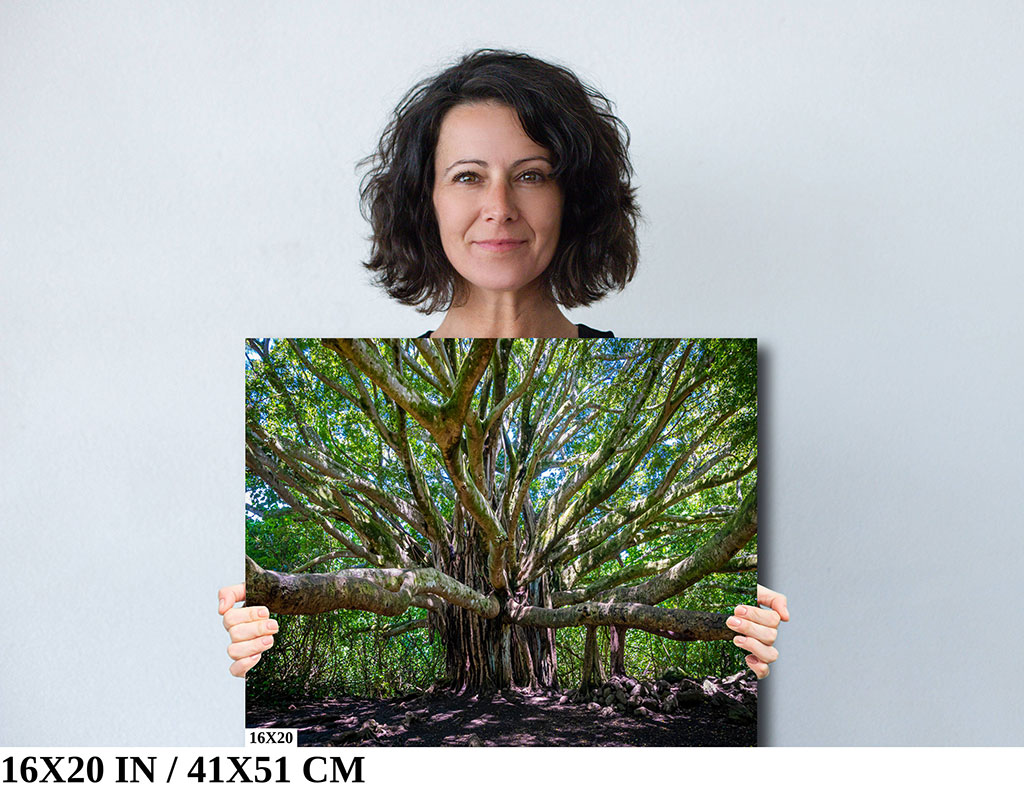 Ancient Majesty: Banyan Tree in Haleakala National Park Diagram