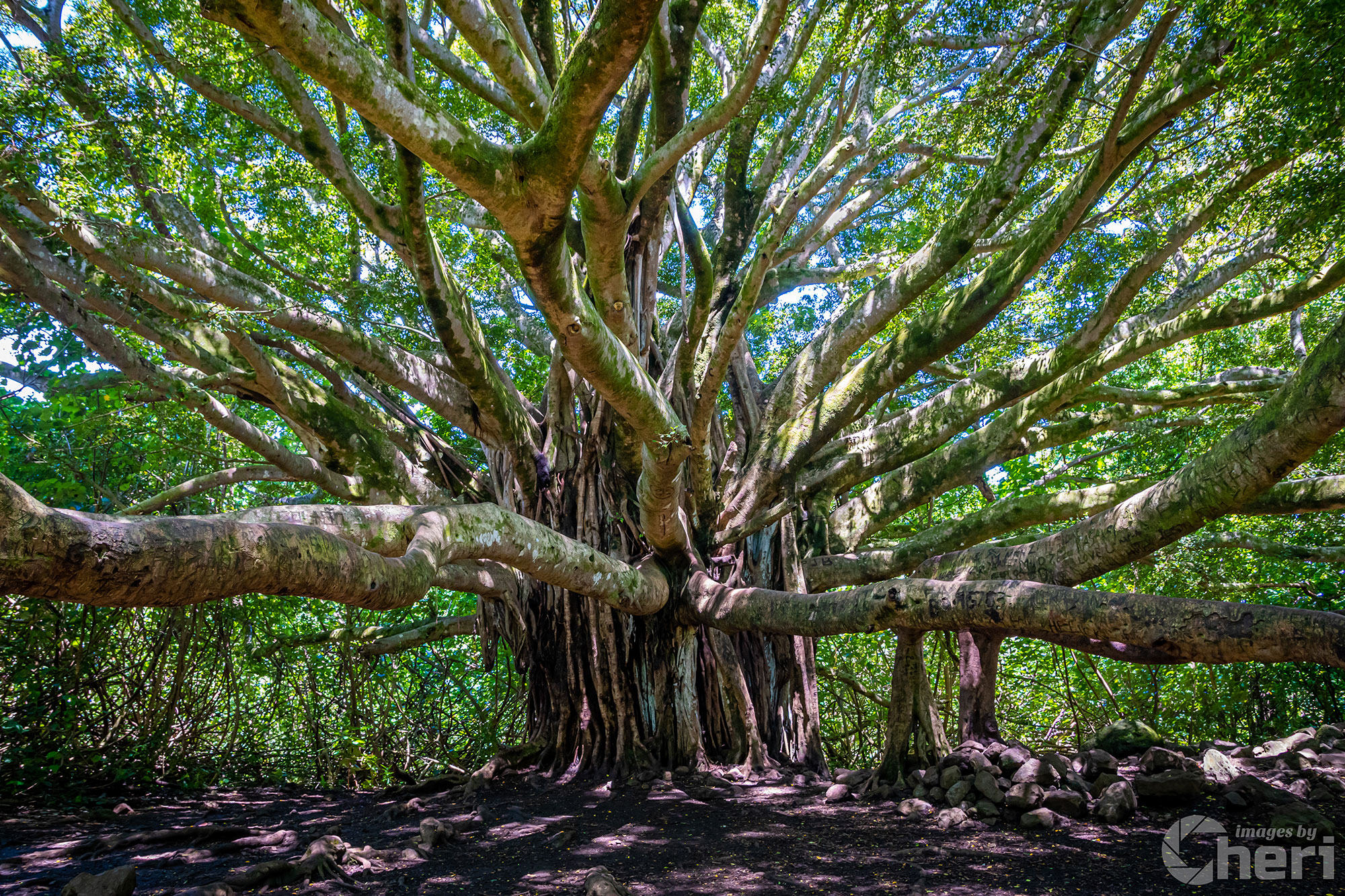 Ancient Majesty: Banyan Tree in Haleakala National Park