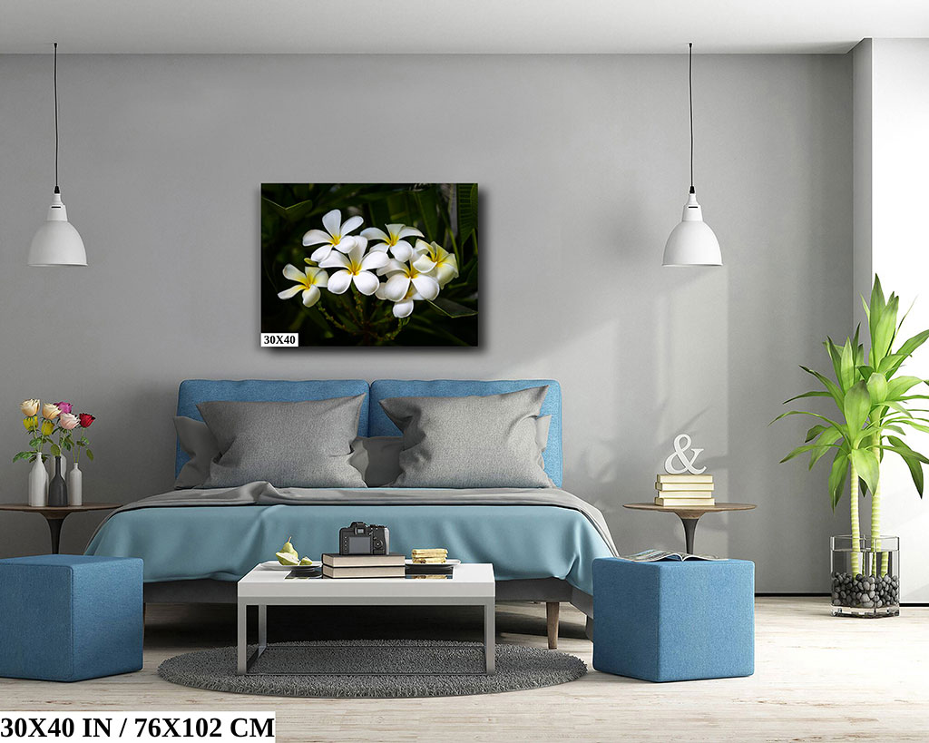 Blooms of Eternity: Hawaiian White Plumeria Diagram