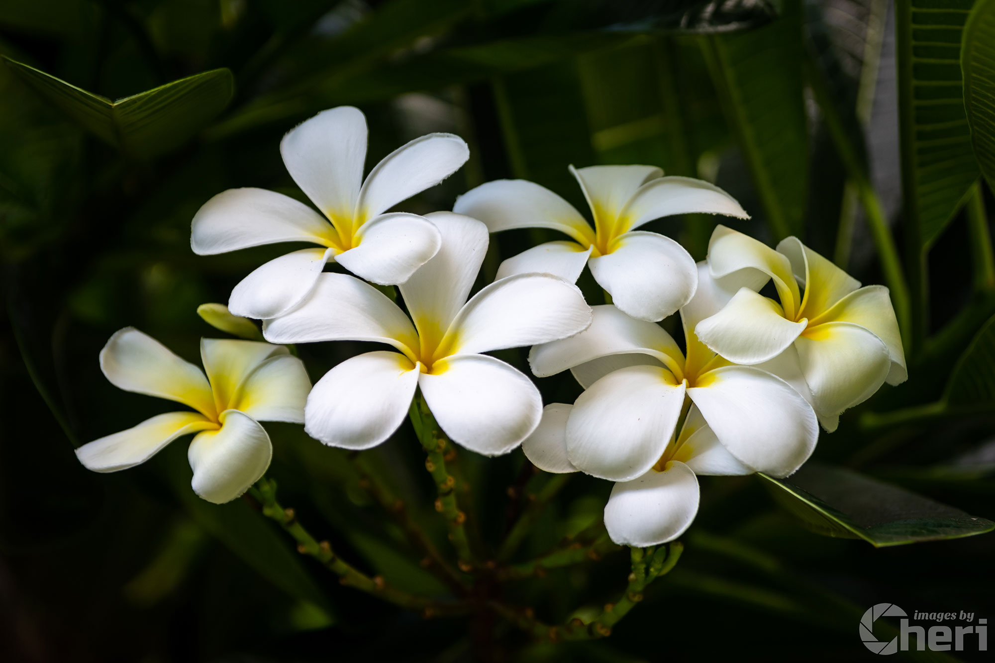 Blooms of Eternity: Hawaiian White Plumeria