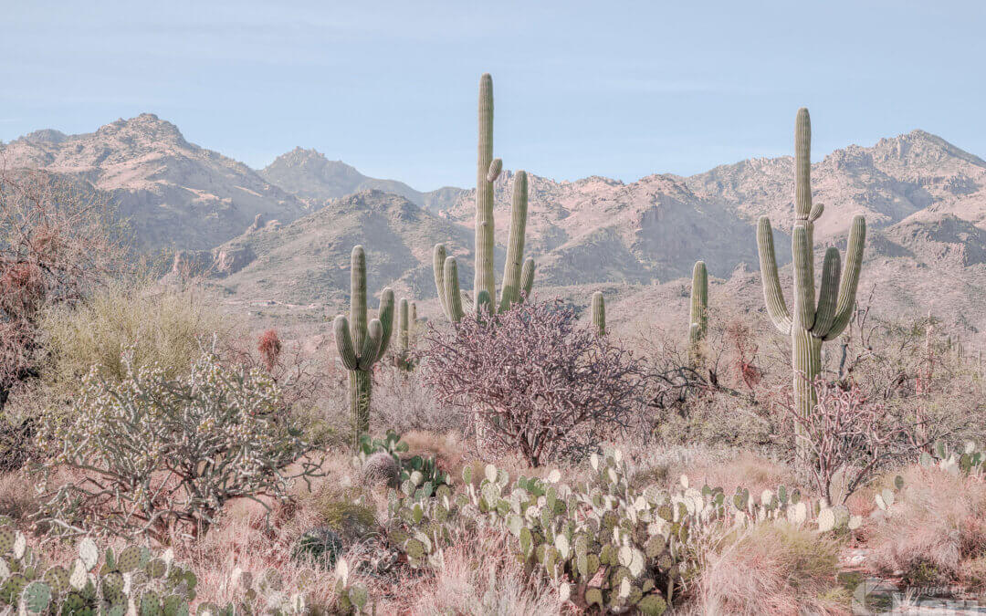 Desert Splendor: Saguaro Cactus