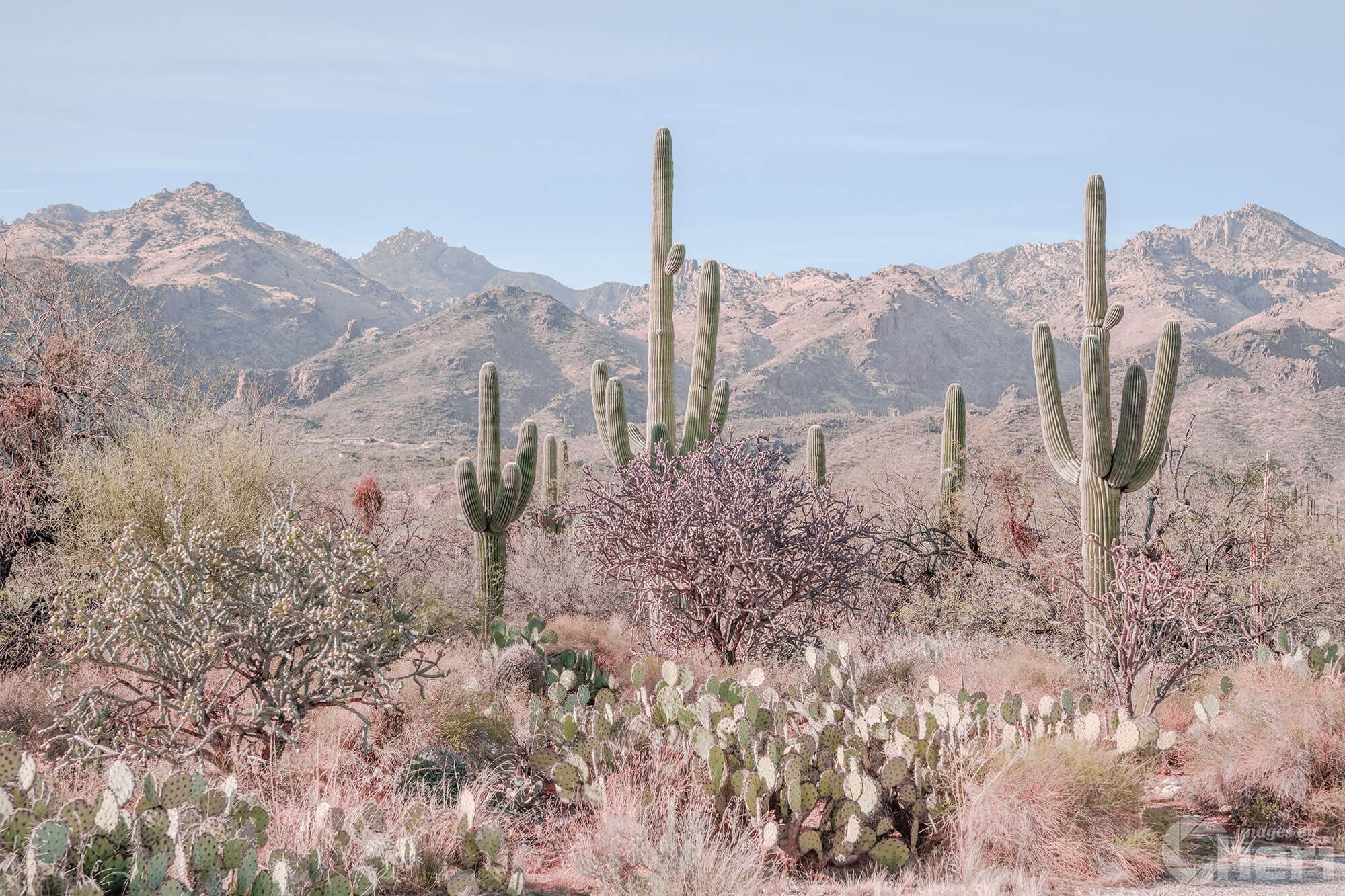 Desert Splendor: Saguaro Cactus