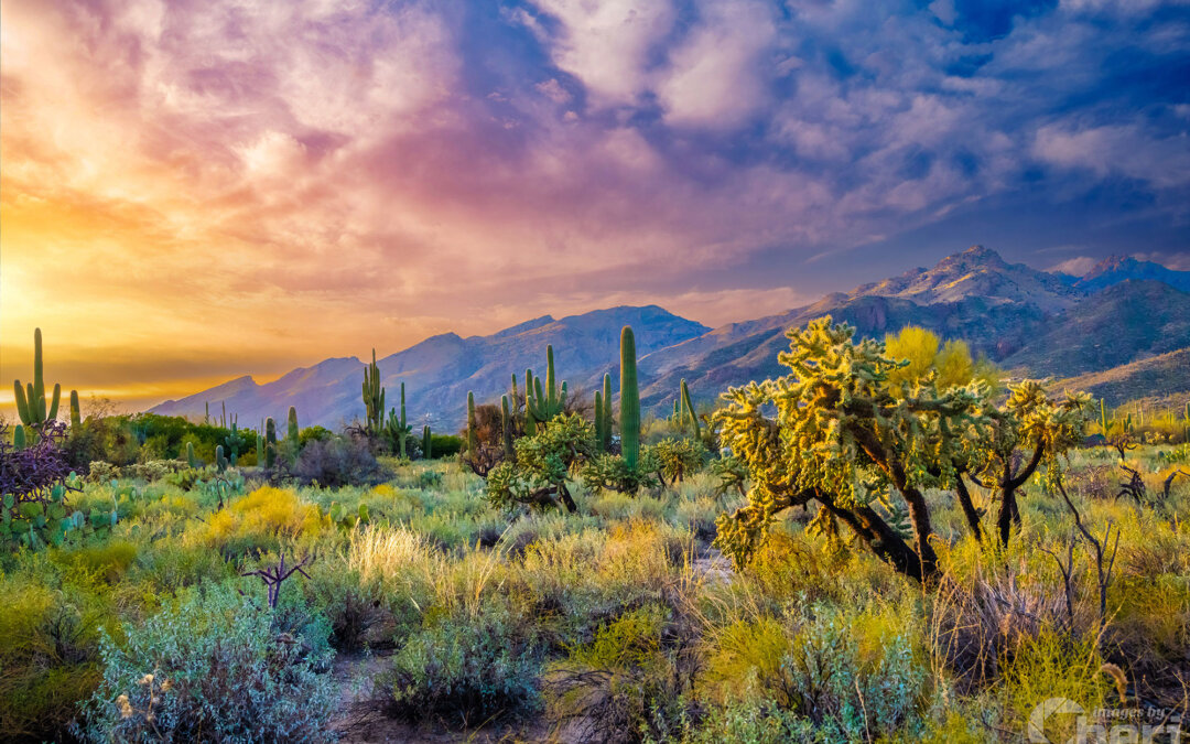 Desert Wonderland – Sabino Canyon