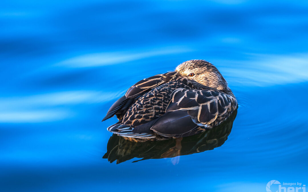 Dreaming Duck: Animal Bird Photography