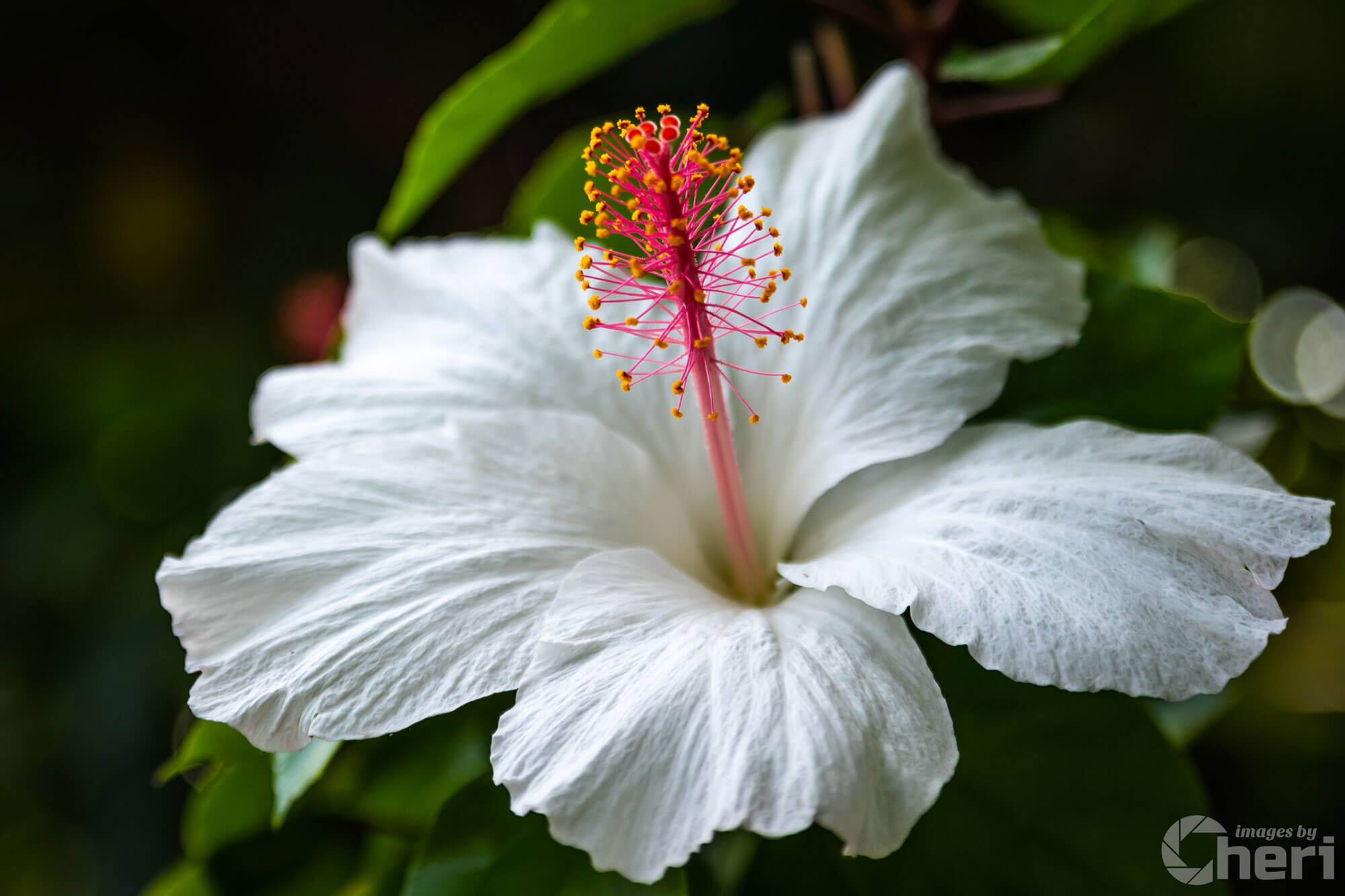Enigmatic Blossoms: Hawaiian Hibiscus