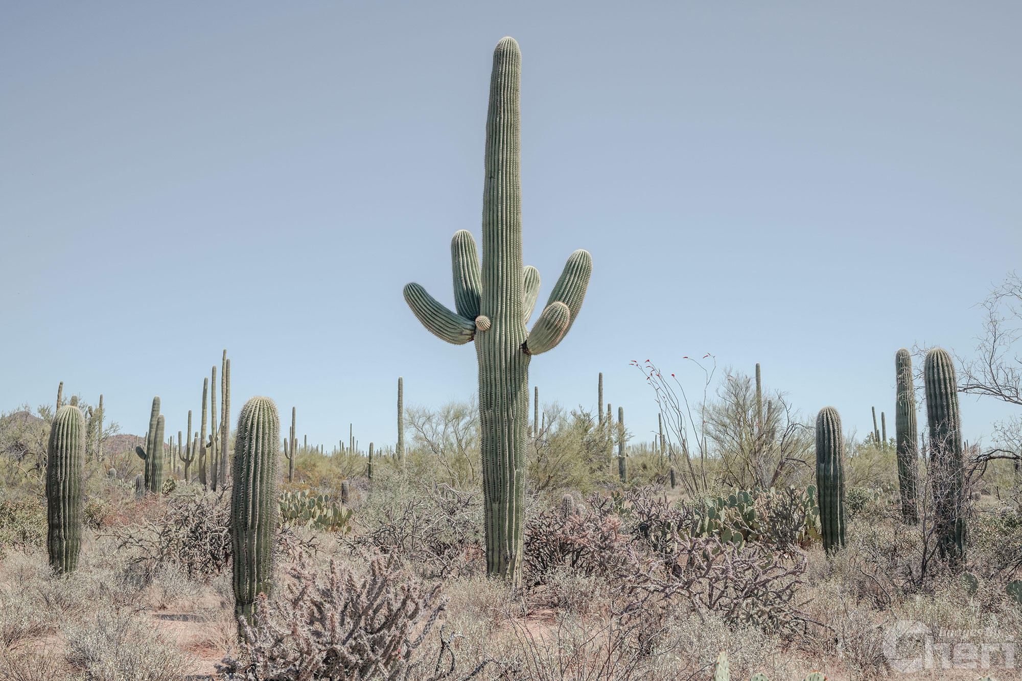 Eternal Desert Witness: Saguaro National Park