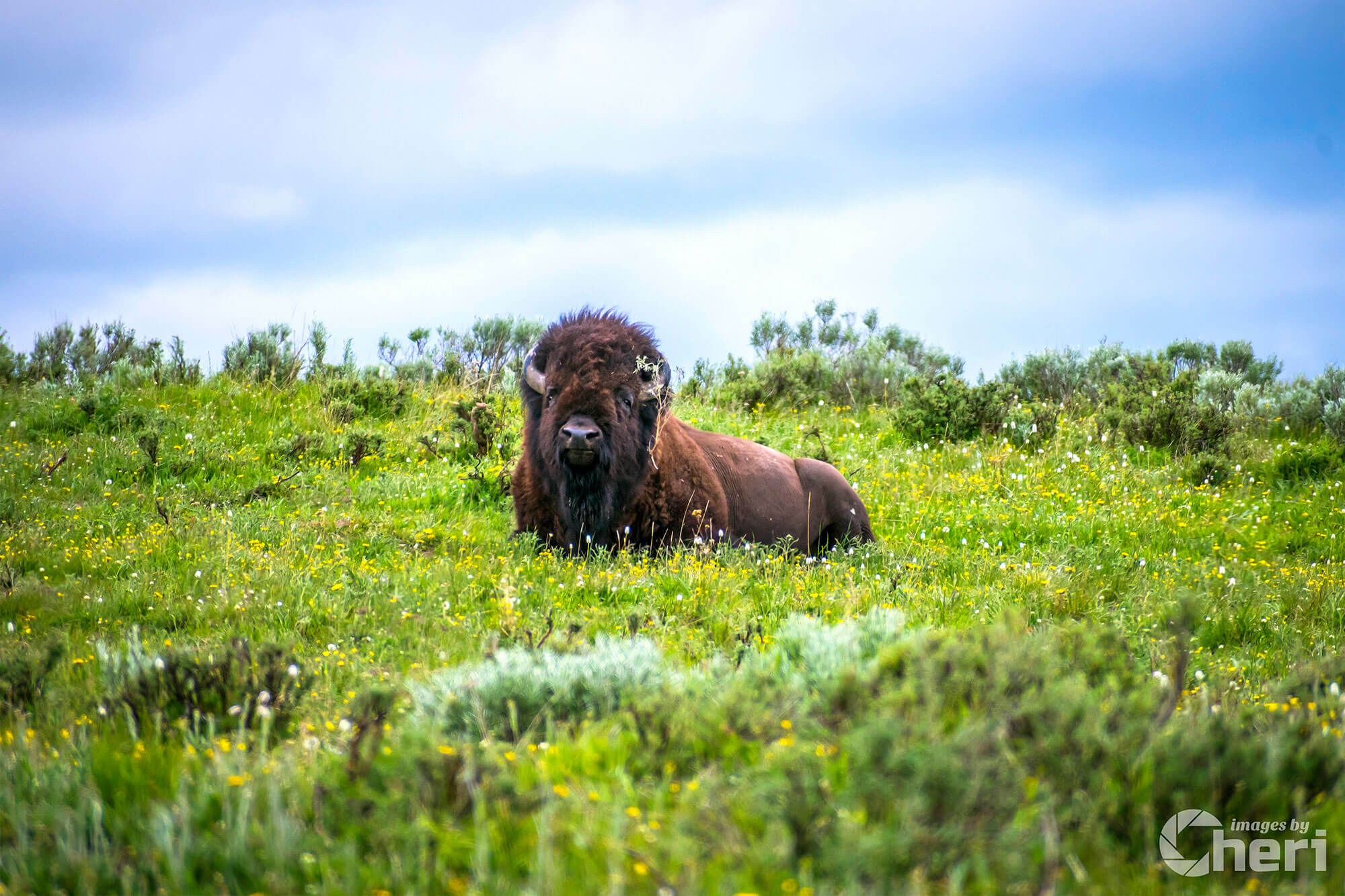 Flower Child: Bison Wildlife Photography