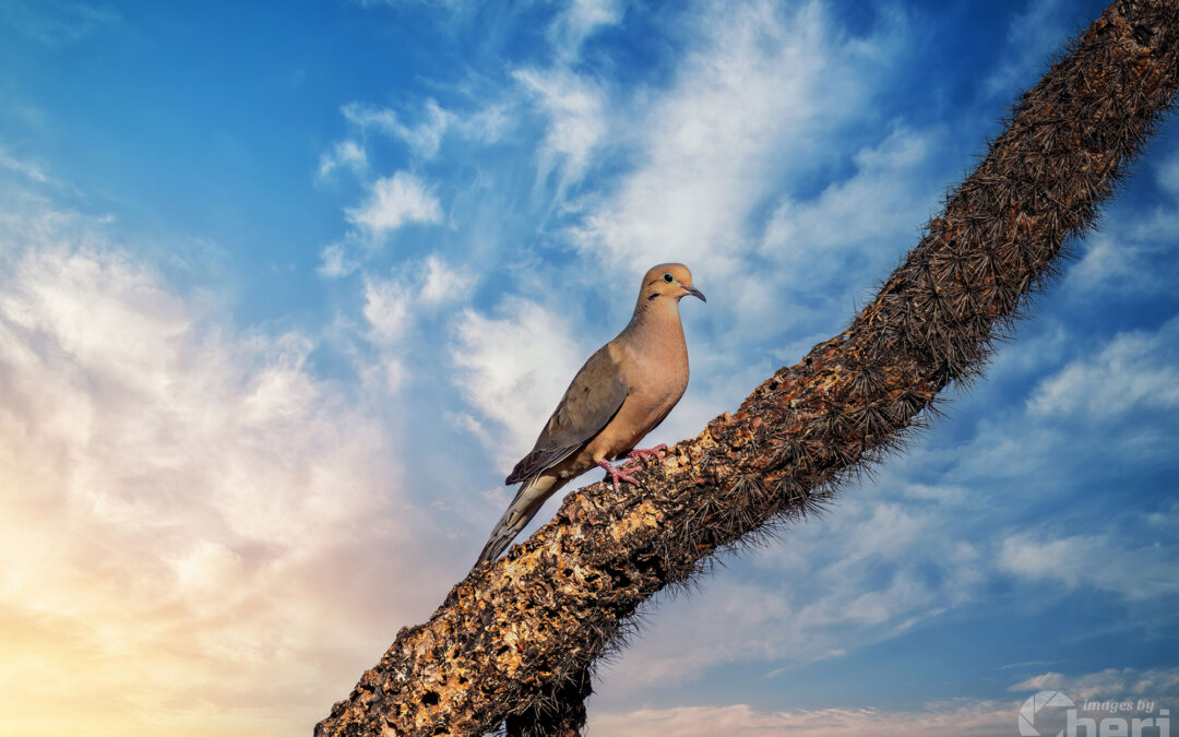 Gentle Guardian: Mourning Dove