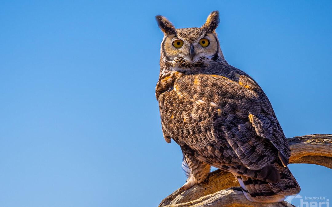 Twilight Guardian: Horned Owl On a Branch