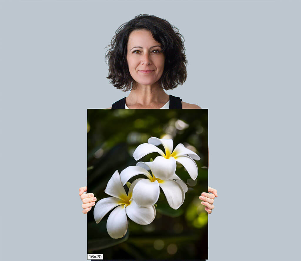 Island Elegance: Hawaiian White Plumeria Flower Diagram